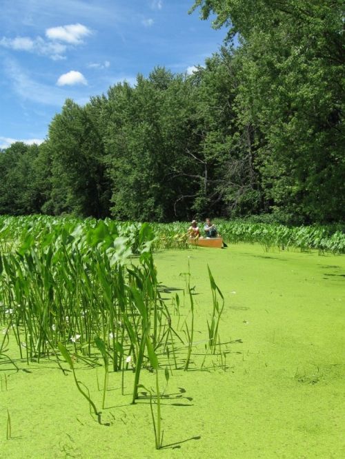 Verchota Canoe Trail