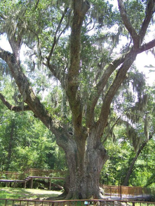 Beautiful Trees at Village Pointe Preserve Park Trail System