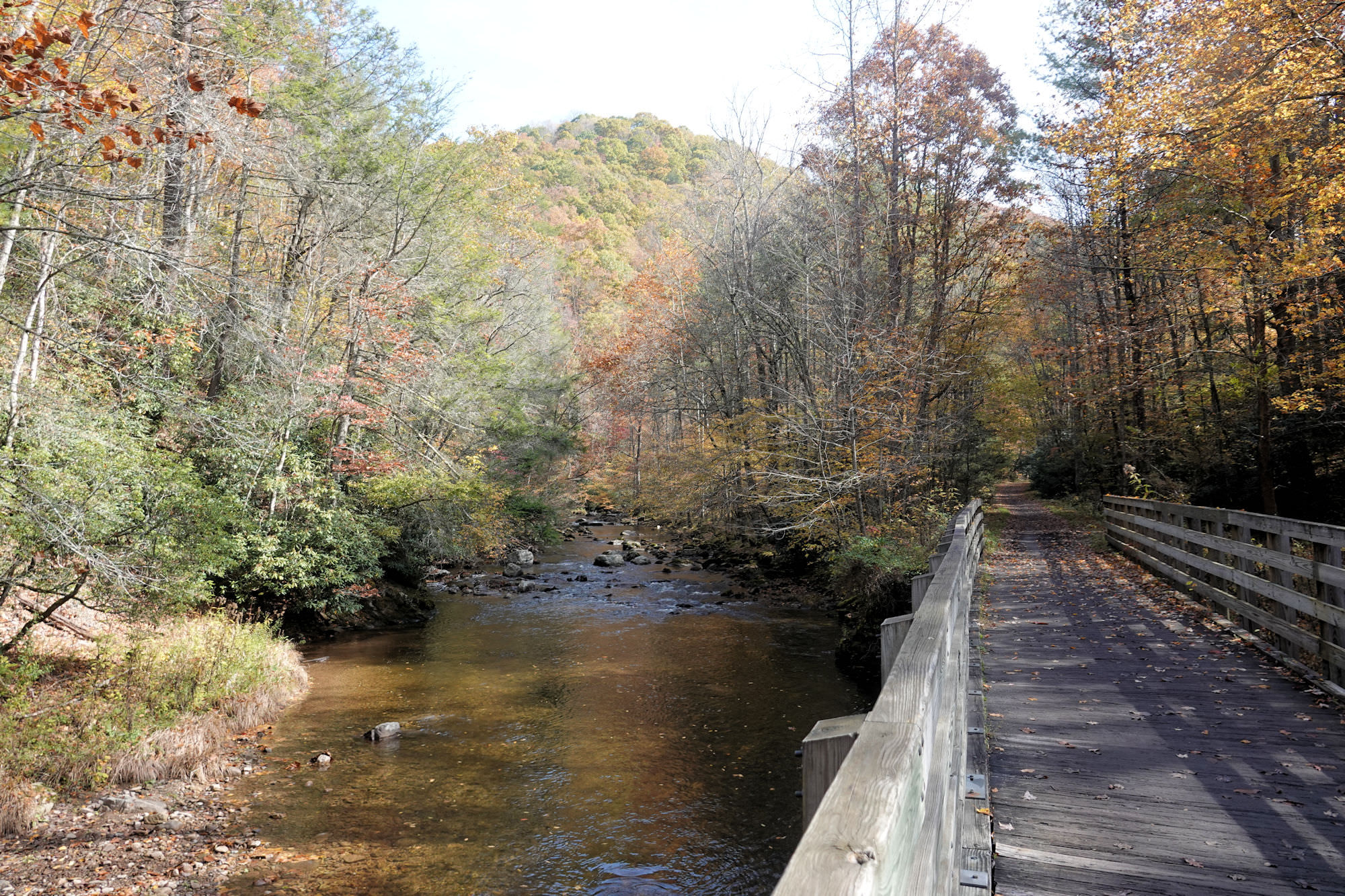 Virginia Creeper - Mount Rogers National Recreation Area - near Damascus. Photo by Jim Walla.