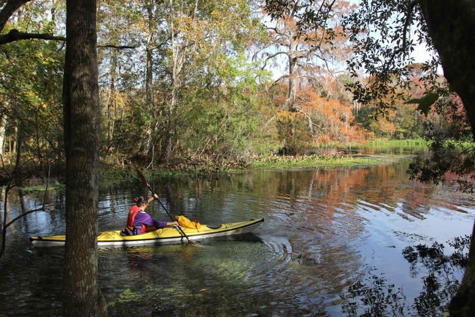 Cypress swamp along the Wacissa Paddling Trail, FL; photo by Doug Alderson