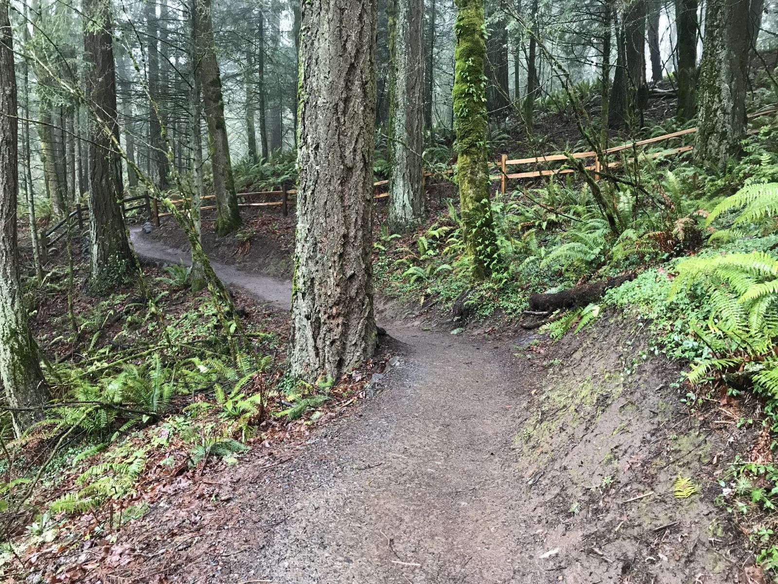 Wildwood Trail below Pittock Mansion, Forest Park, Portland, OR. Photo courtesy of Lucy Cohen, 2019.