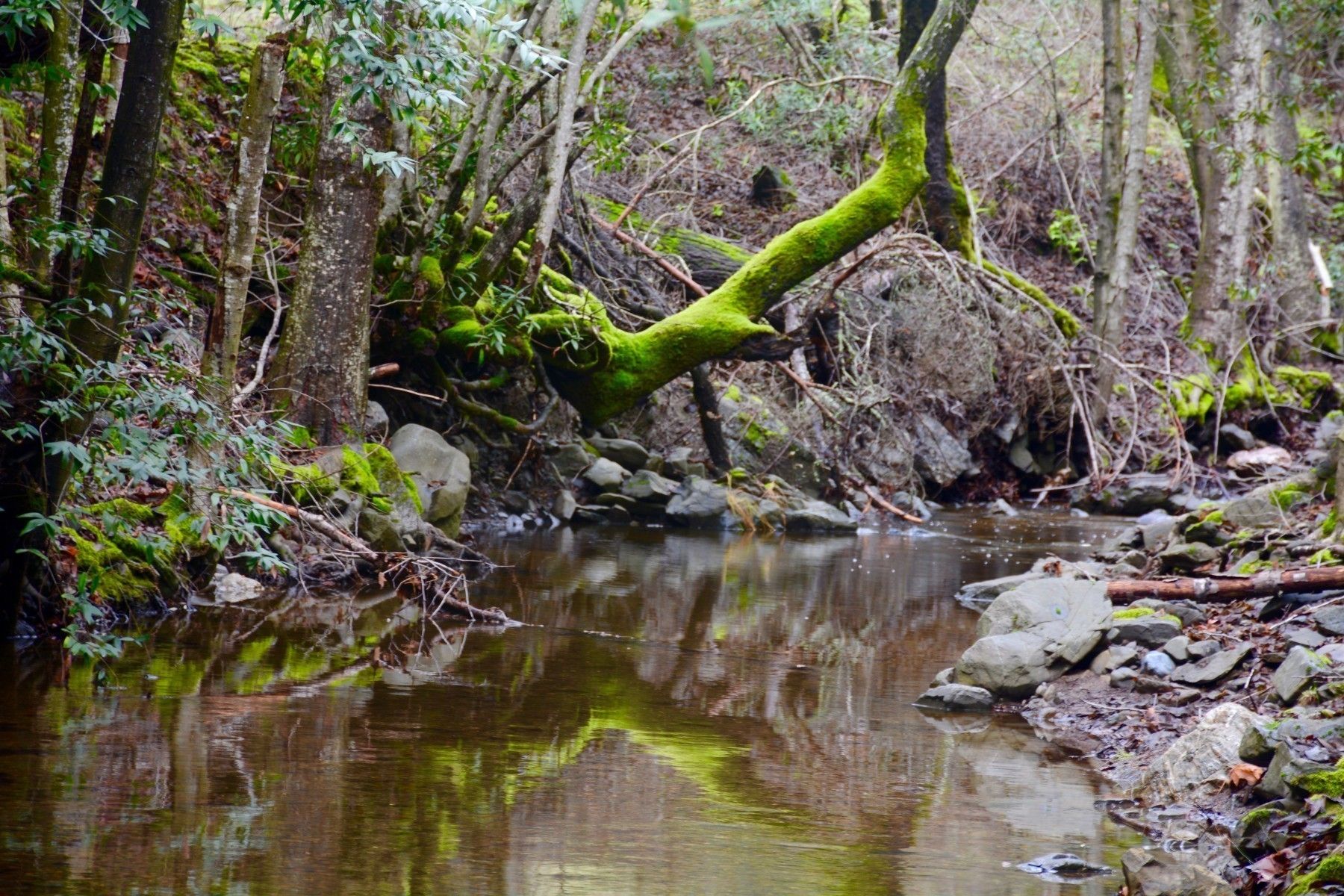 moss-log-reflective-e1457484281964.jpg