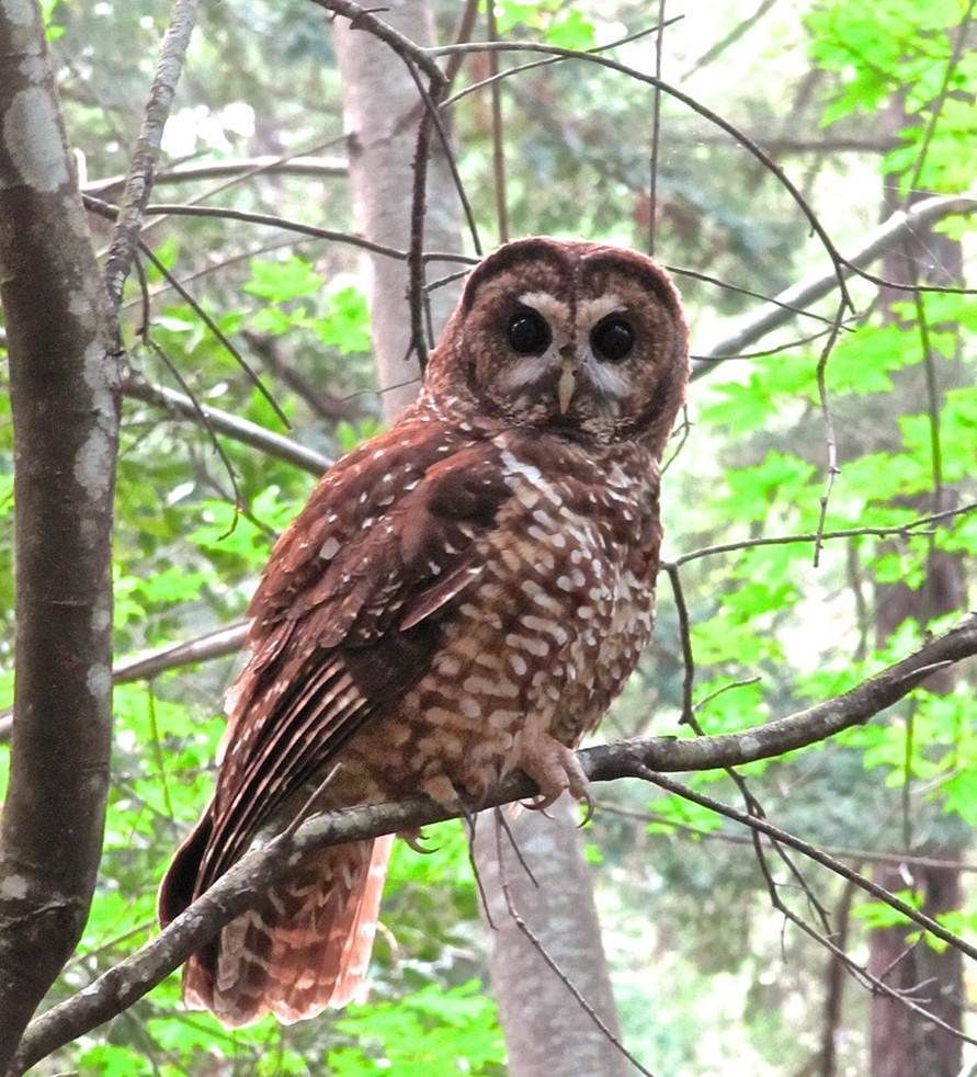 northern-spotted-owl-at-Bothe.jpg