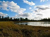 Wetland habitat in James T. Slavin Conservation Area