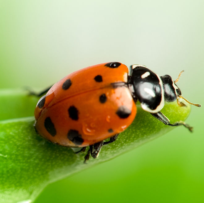 Convergent Lady Beetle on a green leaf