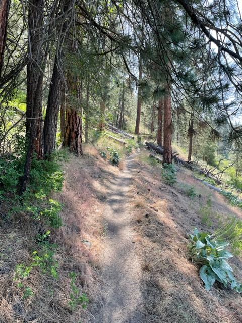 Single track trail at the start of Qualchan trailhead