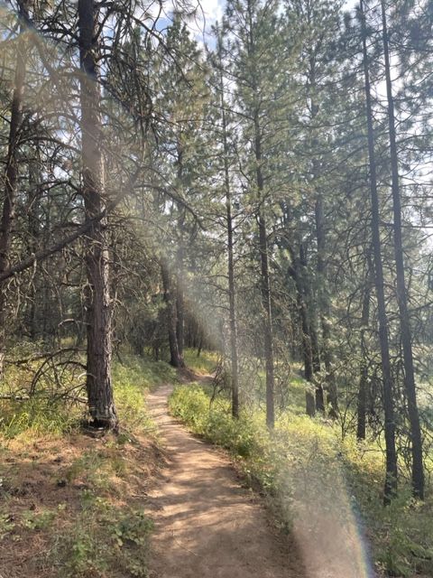 Natural surface trail through Ponderosa Pine forest