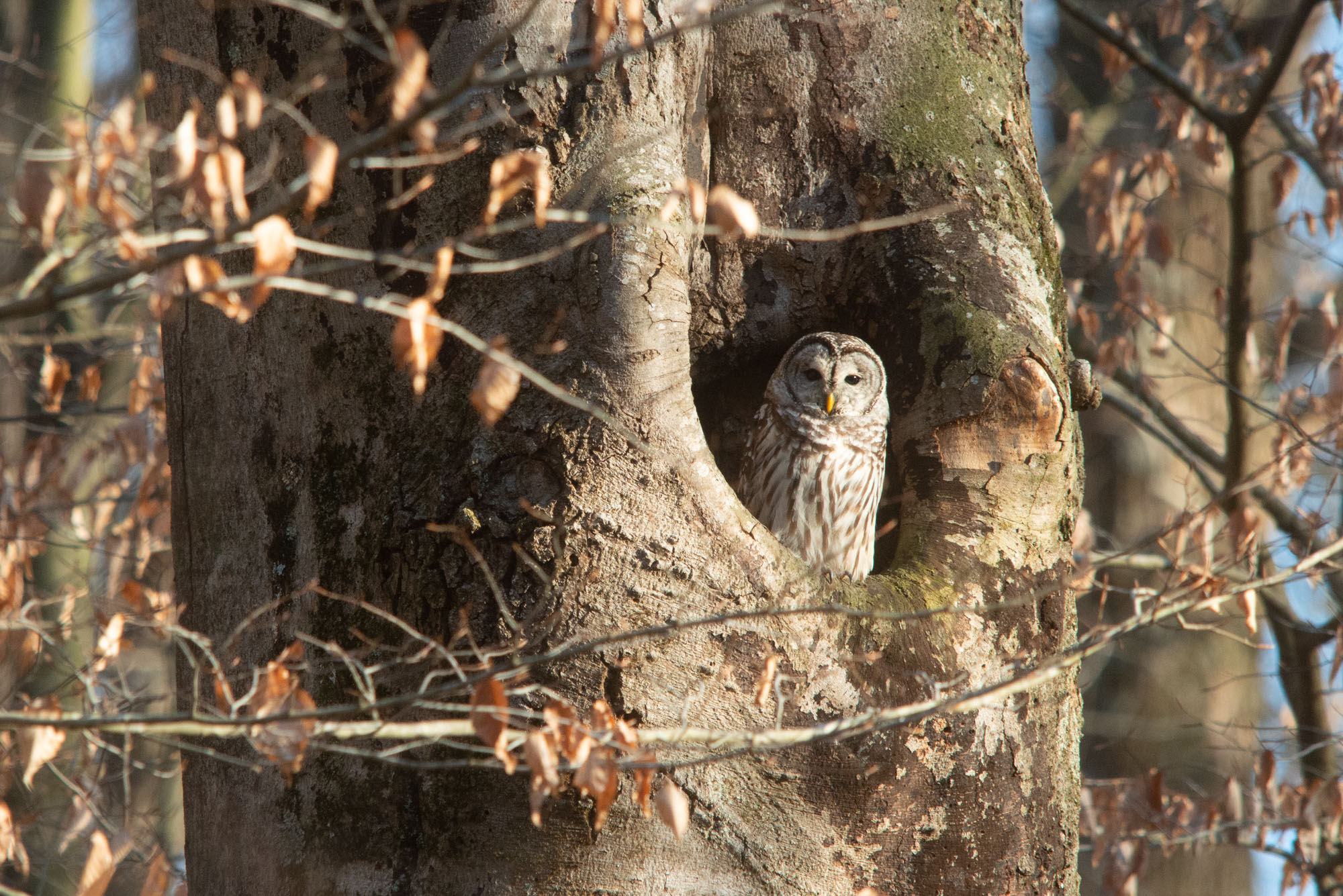 Photo of Barred Owl sitting inside a hole on the side of a Beech Tree.
