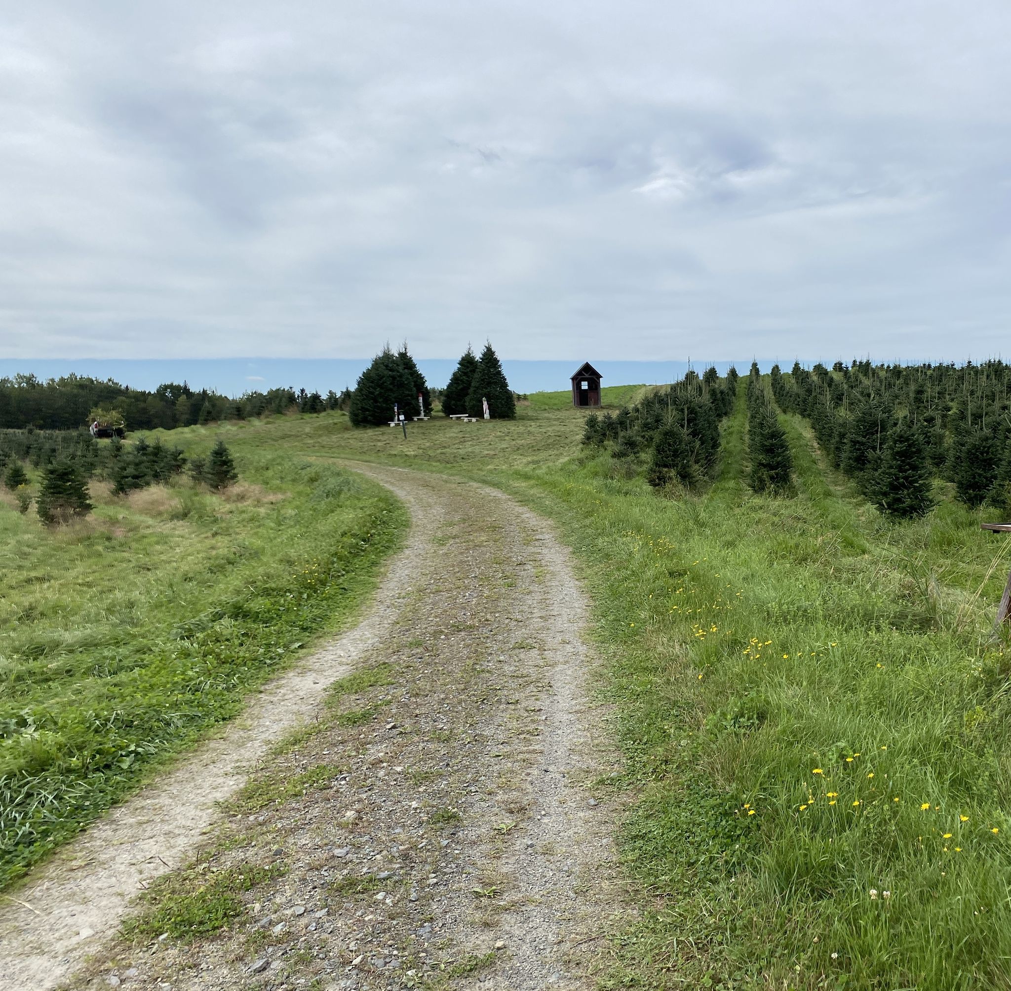 A dirt road leads into the Christmas tree fields.