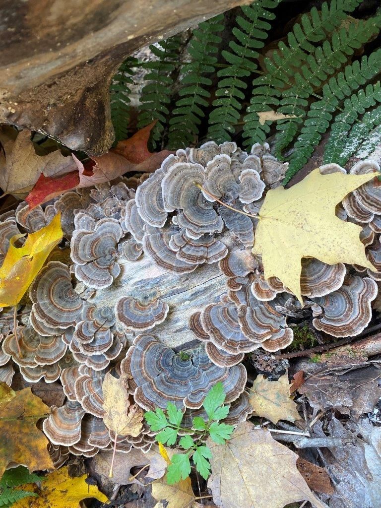 Mushrooms on a log.
