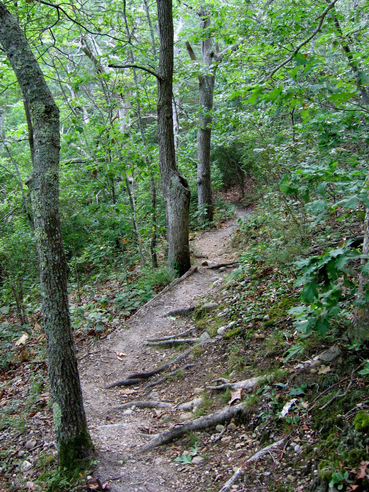 woods trail