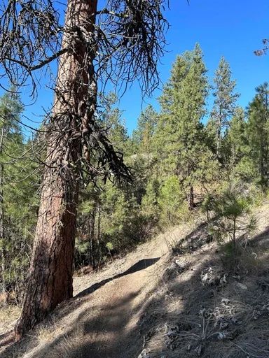 View along the Ponderosa Trail