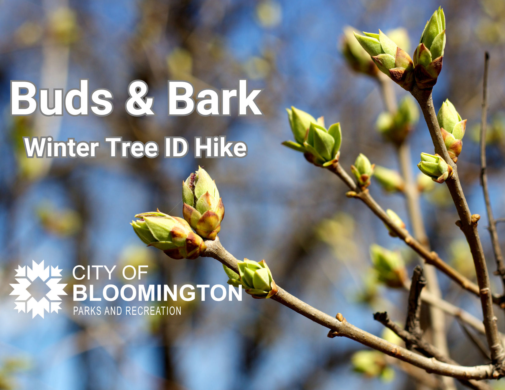 Buds and Bark Winter Tree ID Hike Graphic