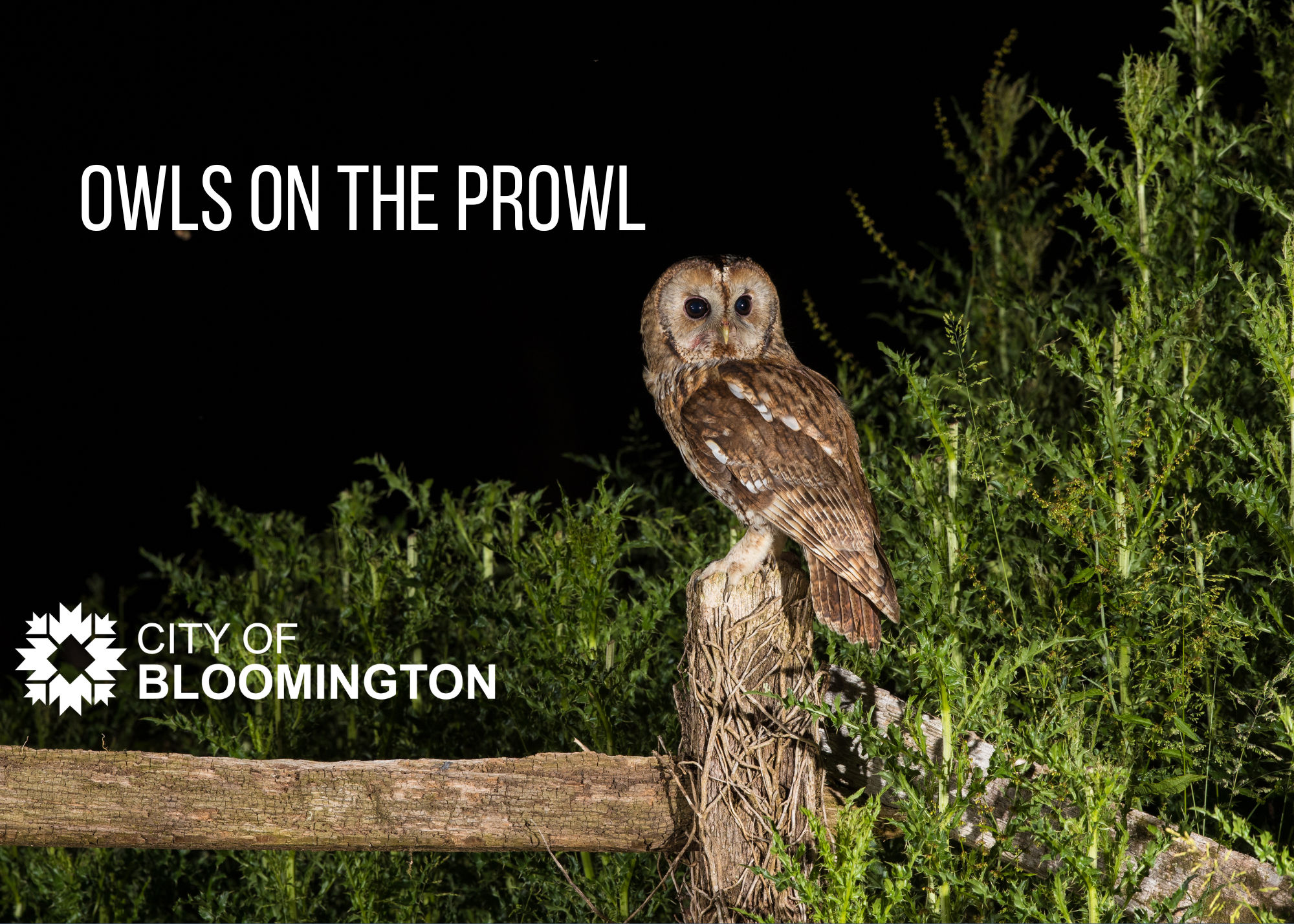 Owls on the Prowl Graphic