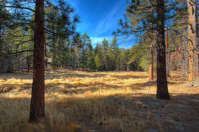 One of the meadows in Mount Jacinto State Park. The park is located just outside of Palm Springs.