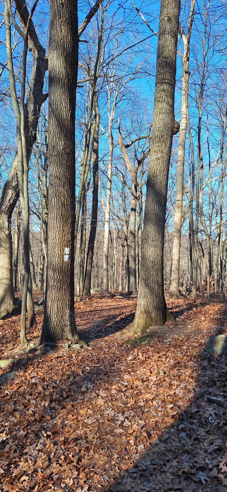 View from the White trail