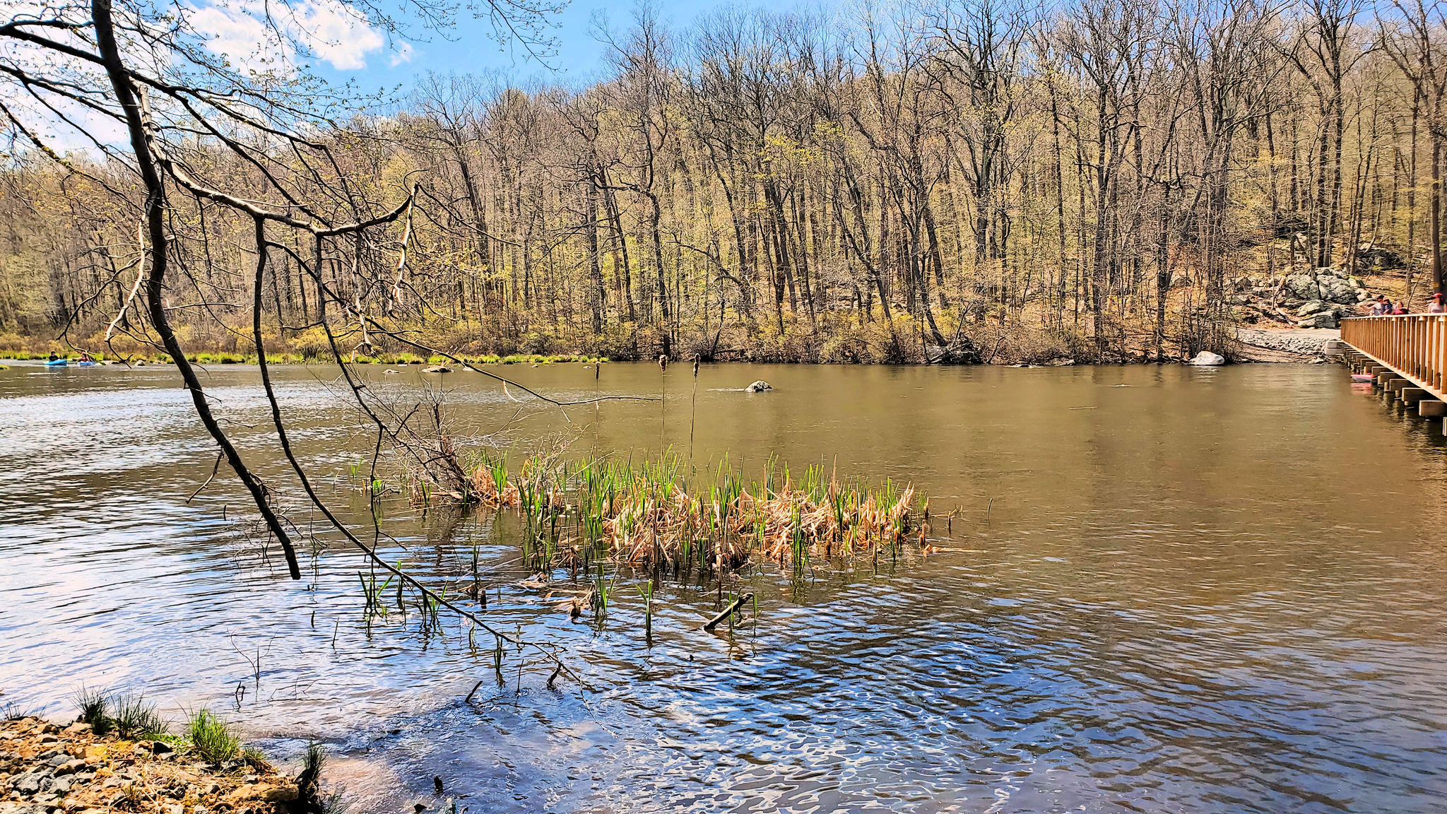 Liffy Island Marsh as seen from the boardwalk edge on the island