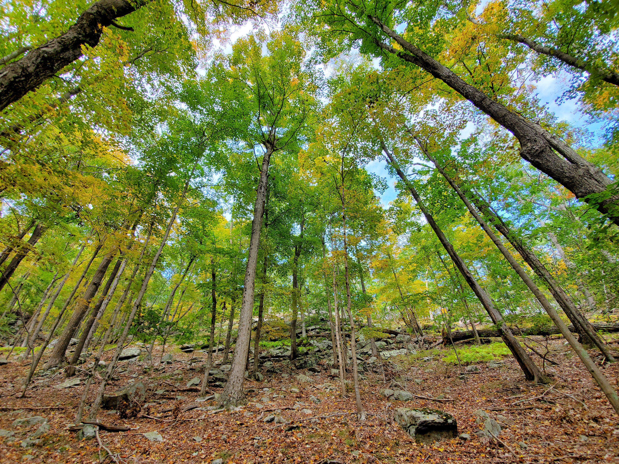 Tower of Trees along Mt Inlet Loop