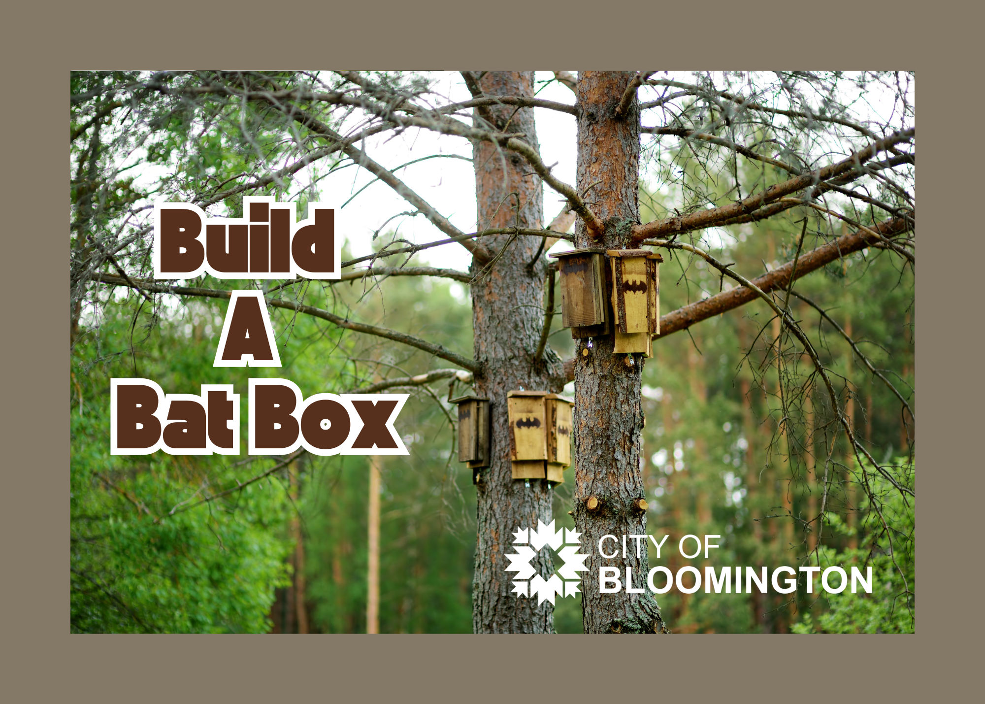 Build a Bat Box
