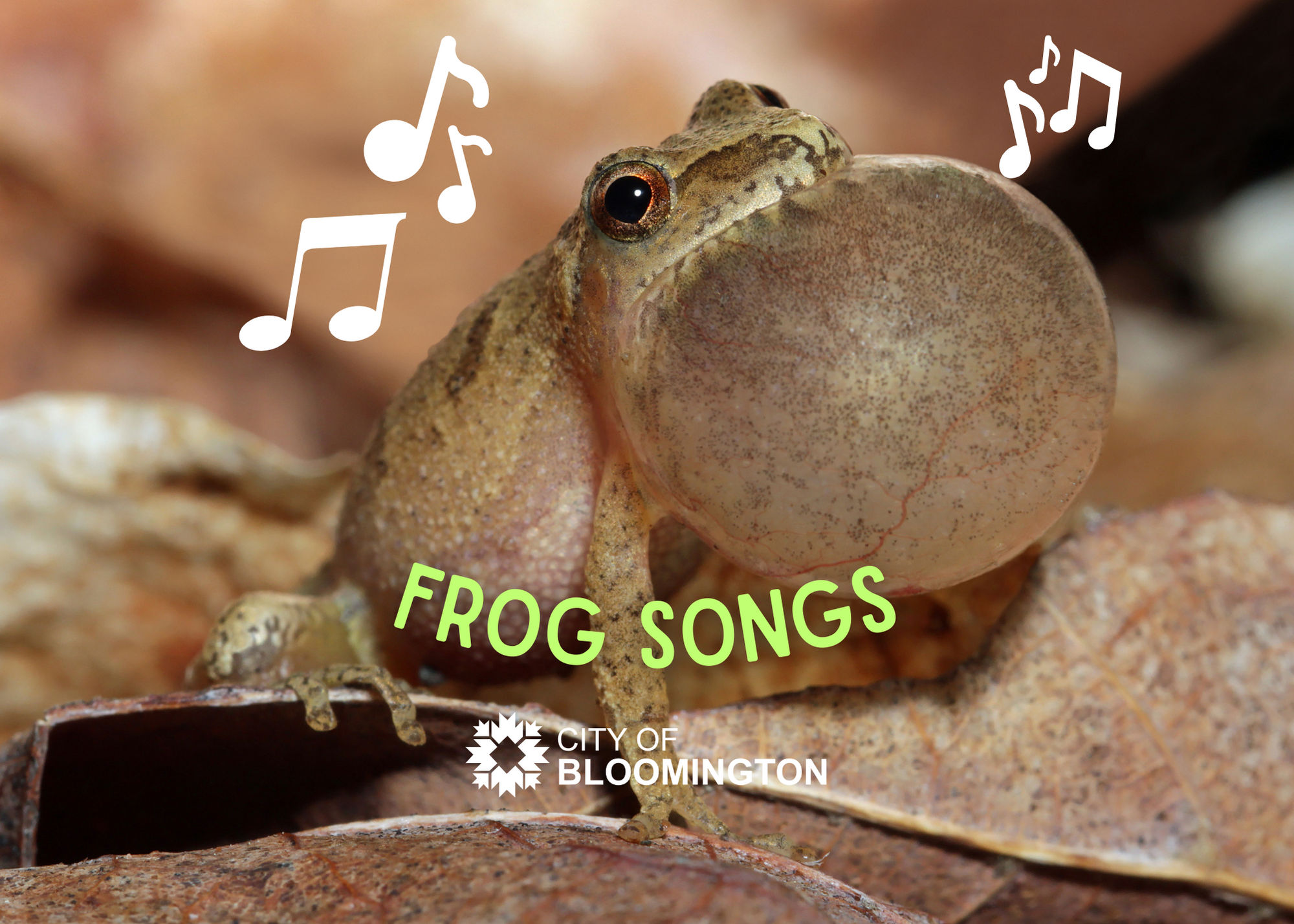 Frog Songs Graphic