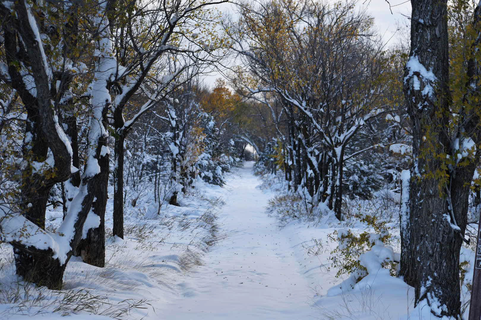 Snow covered trail at Lewis & Clark State Park
