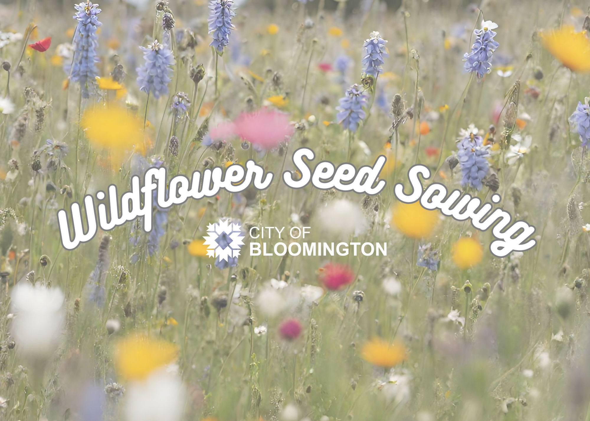 Wildflower Seed Sowing