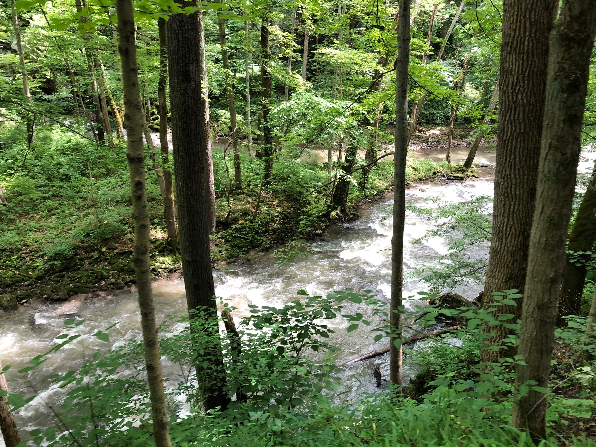 view of little miami river from a trail at john bryan state park with woods surrounding