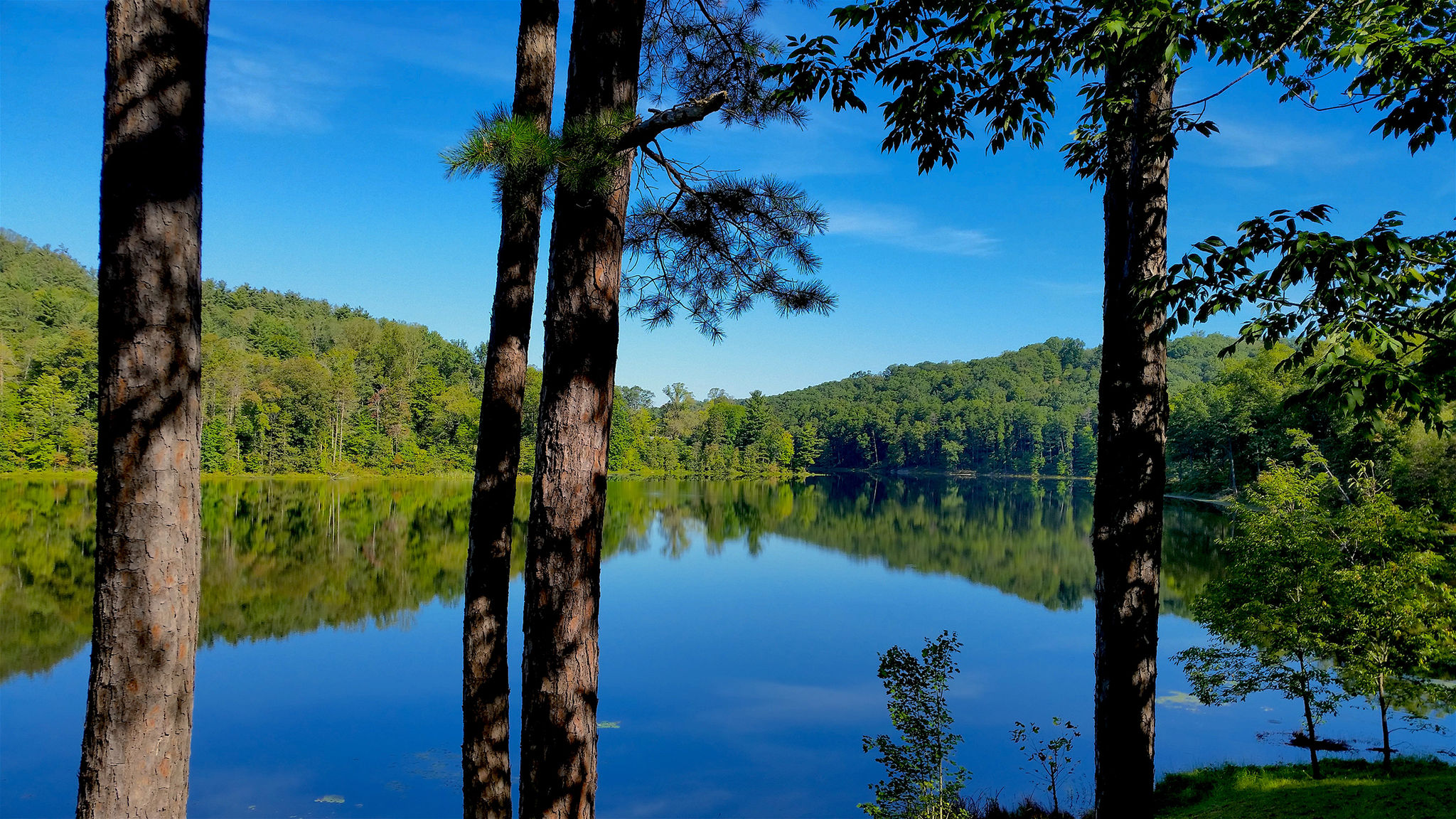 a view of lake hope and tall trees in the foreground on a crisp blue sky , sunny day with bright green trees surrounding