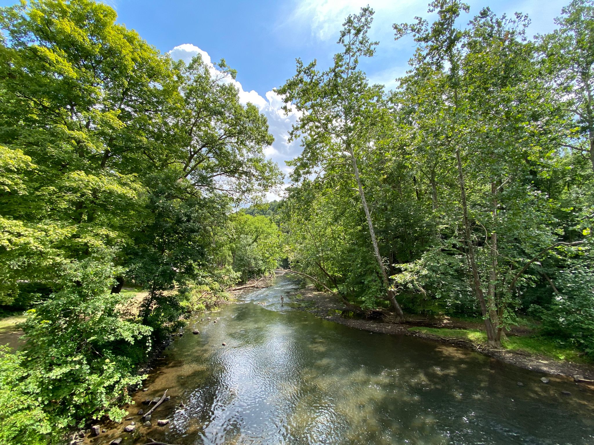 mohican scenic river surrounded by green trees