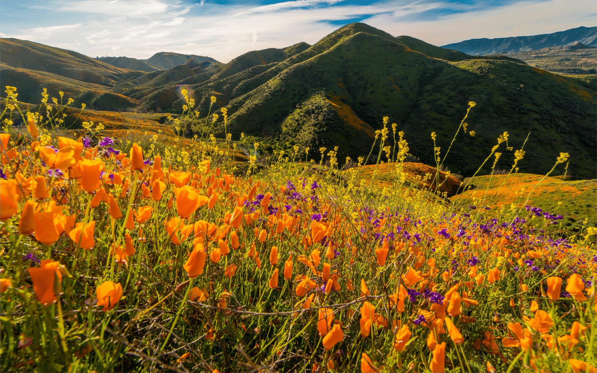"Super Bloom" California Poppies in Walker Canyon outside of Lake Elsinore, Riverside County, CA