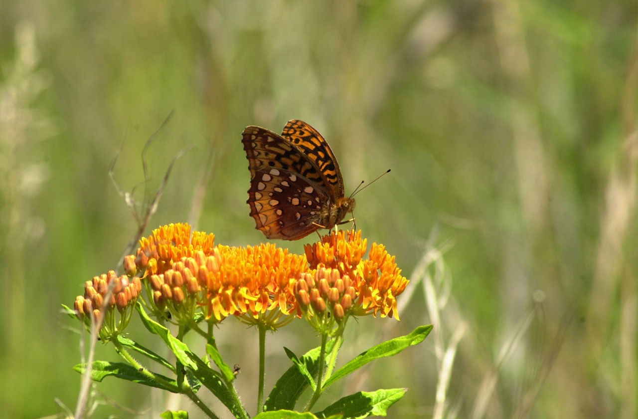 Close up of a butterfly on top of a yellow flower in a field at East Fork State Park.