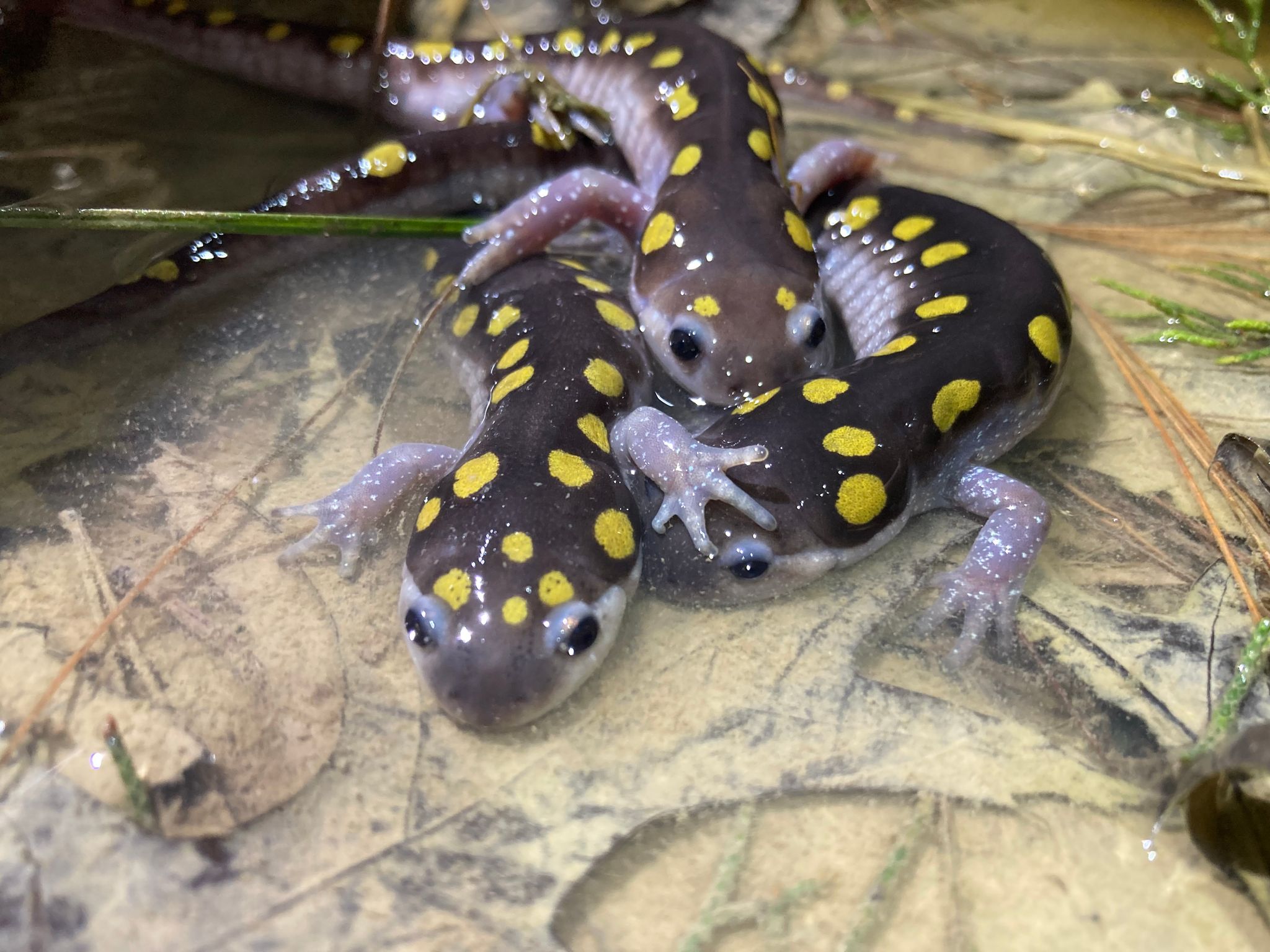 East Fork Spotted Salamander in vernal pool