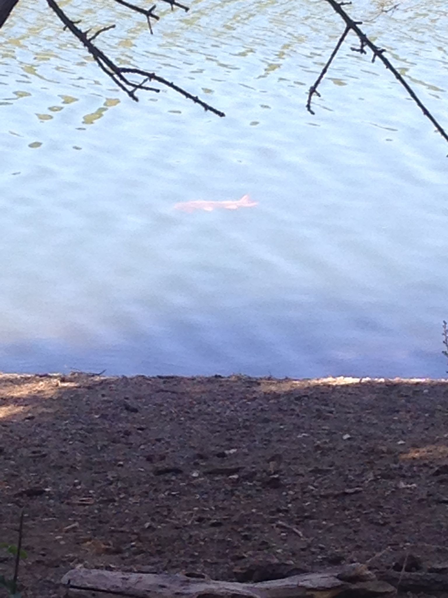 Under the trees near the start of the Loop Trail on the Eastern bank of Stevens Creek Reservoir, a large fish is spotted near the surface.