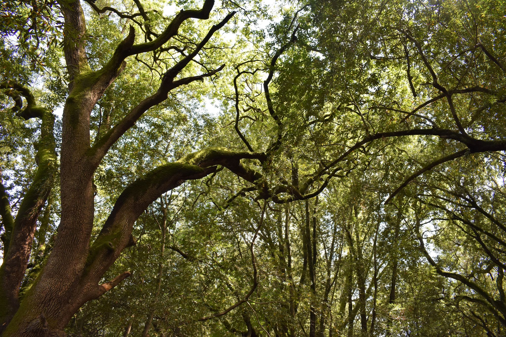 Maxwell_Farms_tree_canopy.jpg