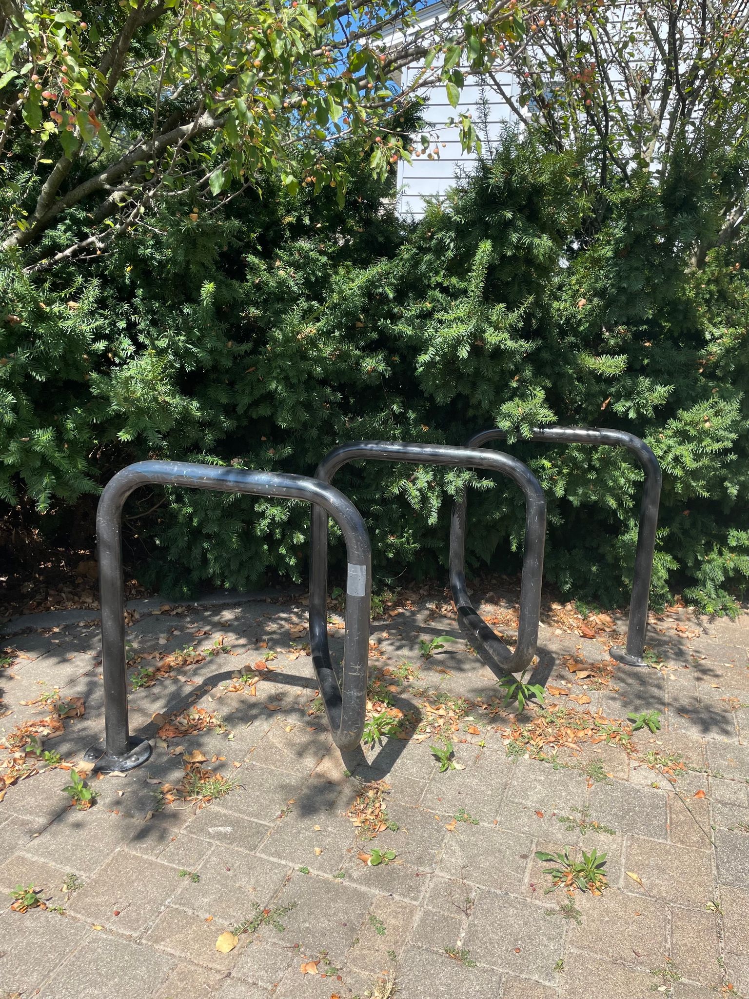 B-Line Trail Bike Rack (Adams Street)