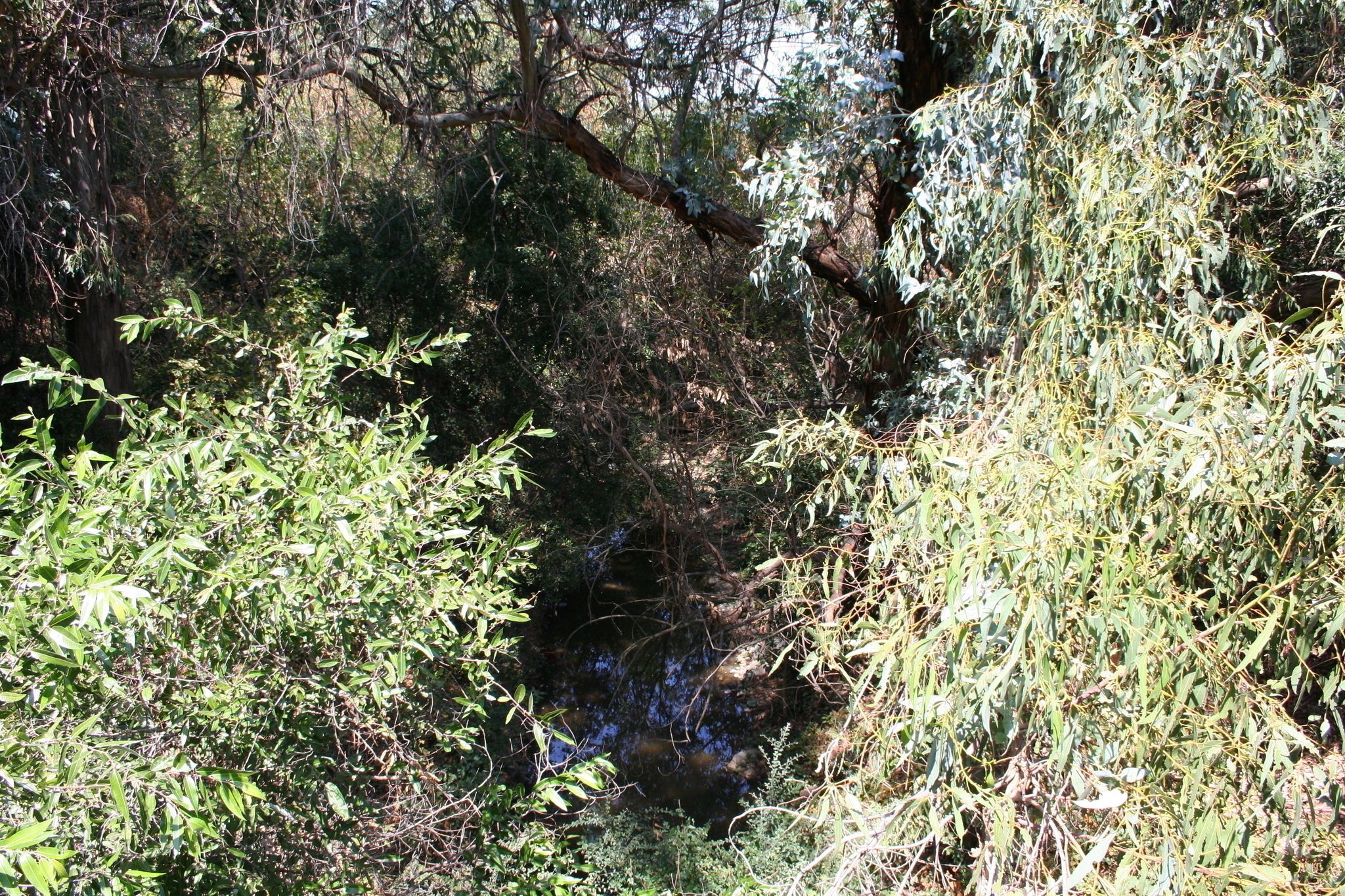 Stevens Creek downstream from the Sleeper Ave bridge has dense foliage.