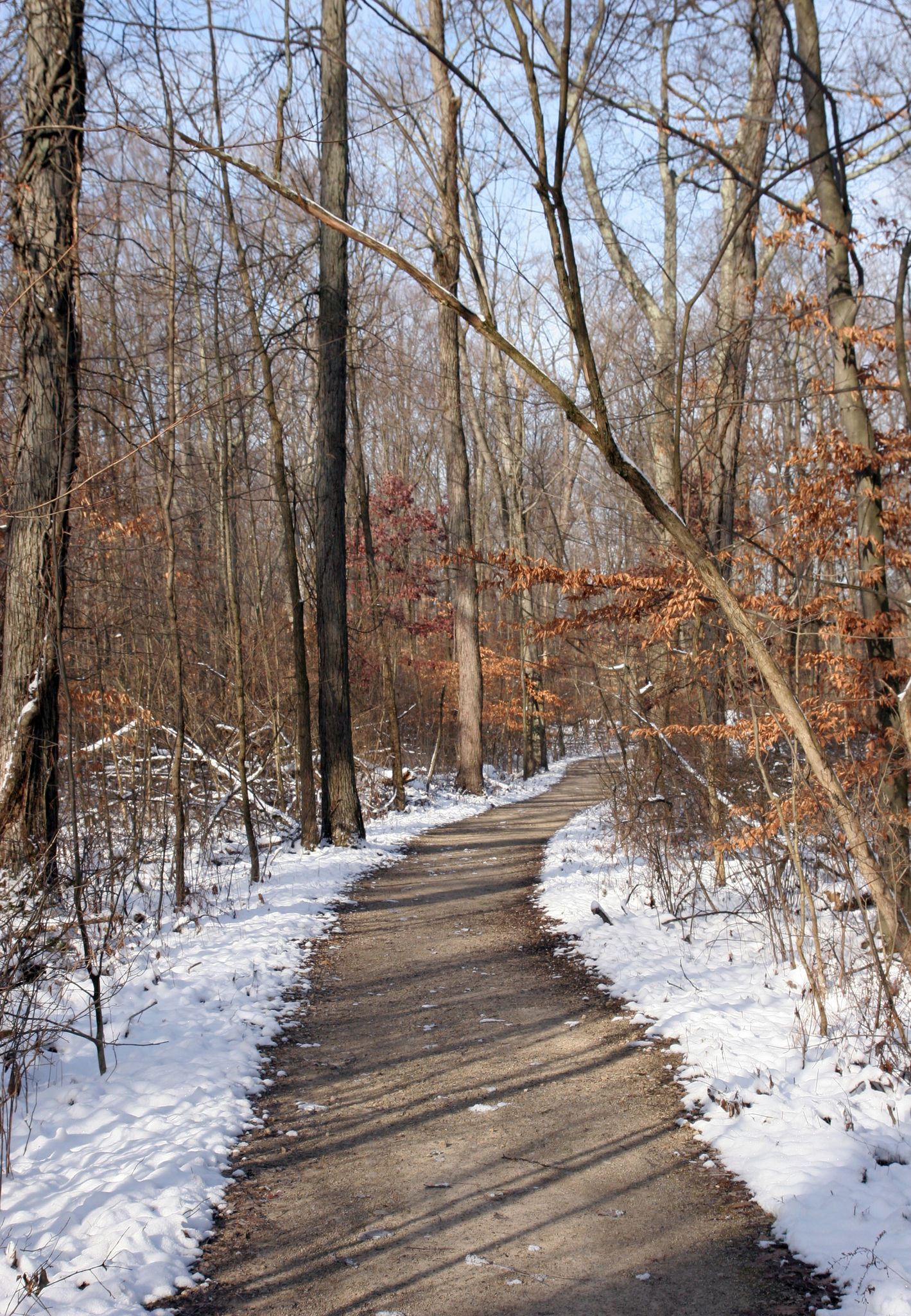 The Hickory Ridge Trail in snow. 