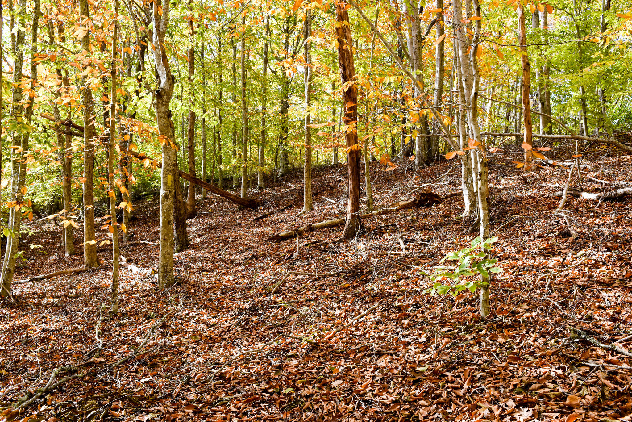 autumn view