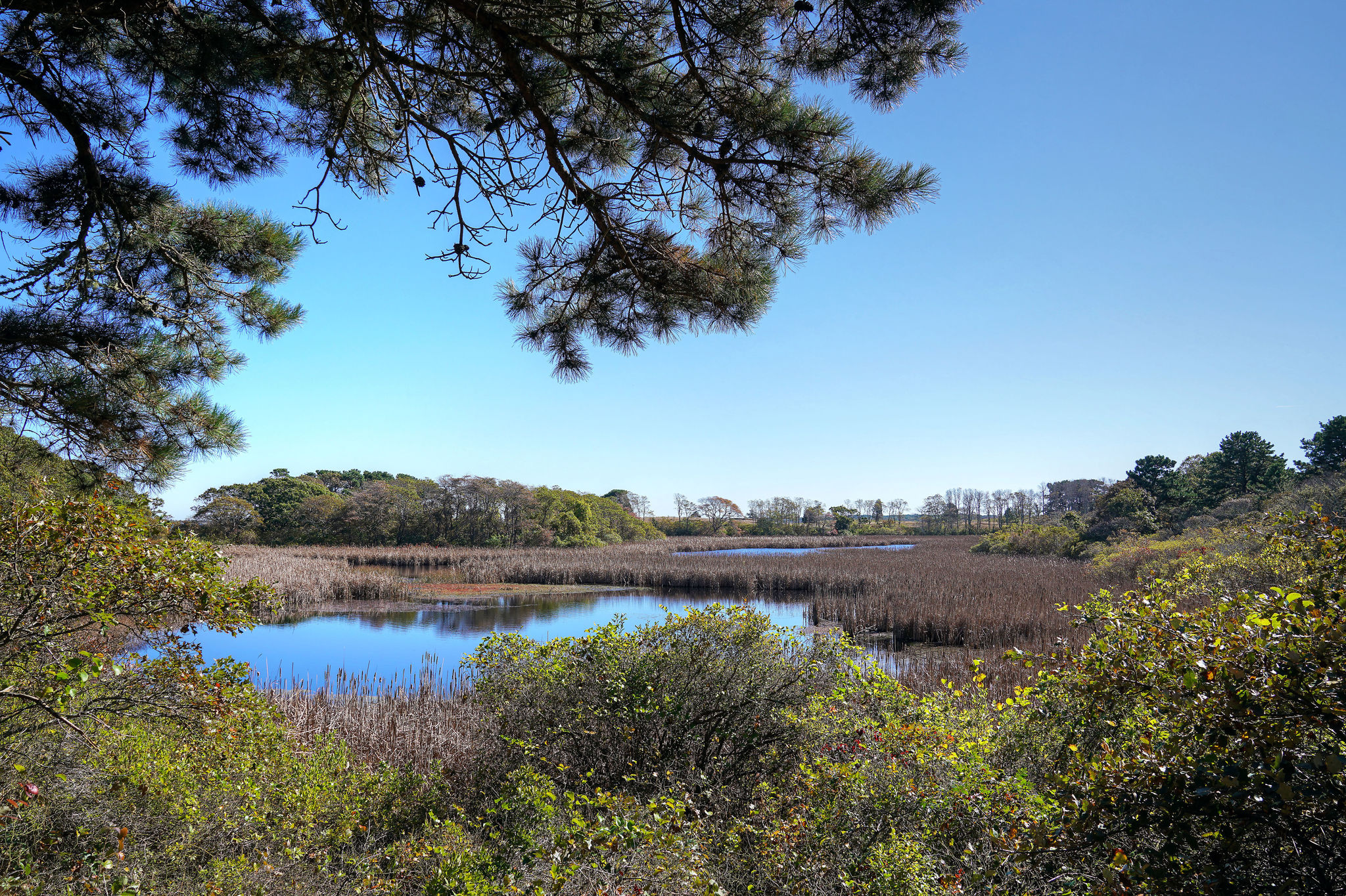 pond view