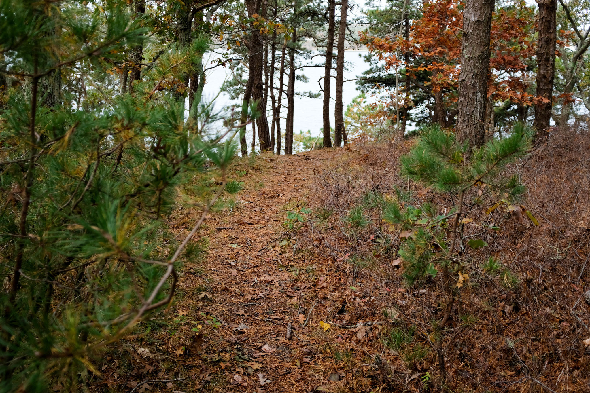 woods path