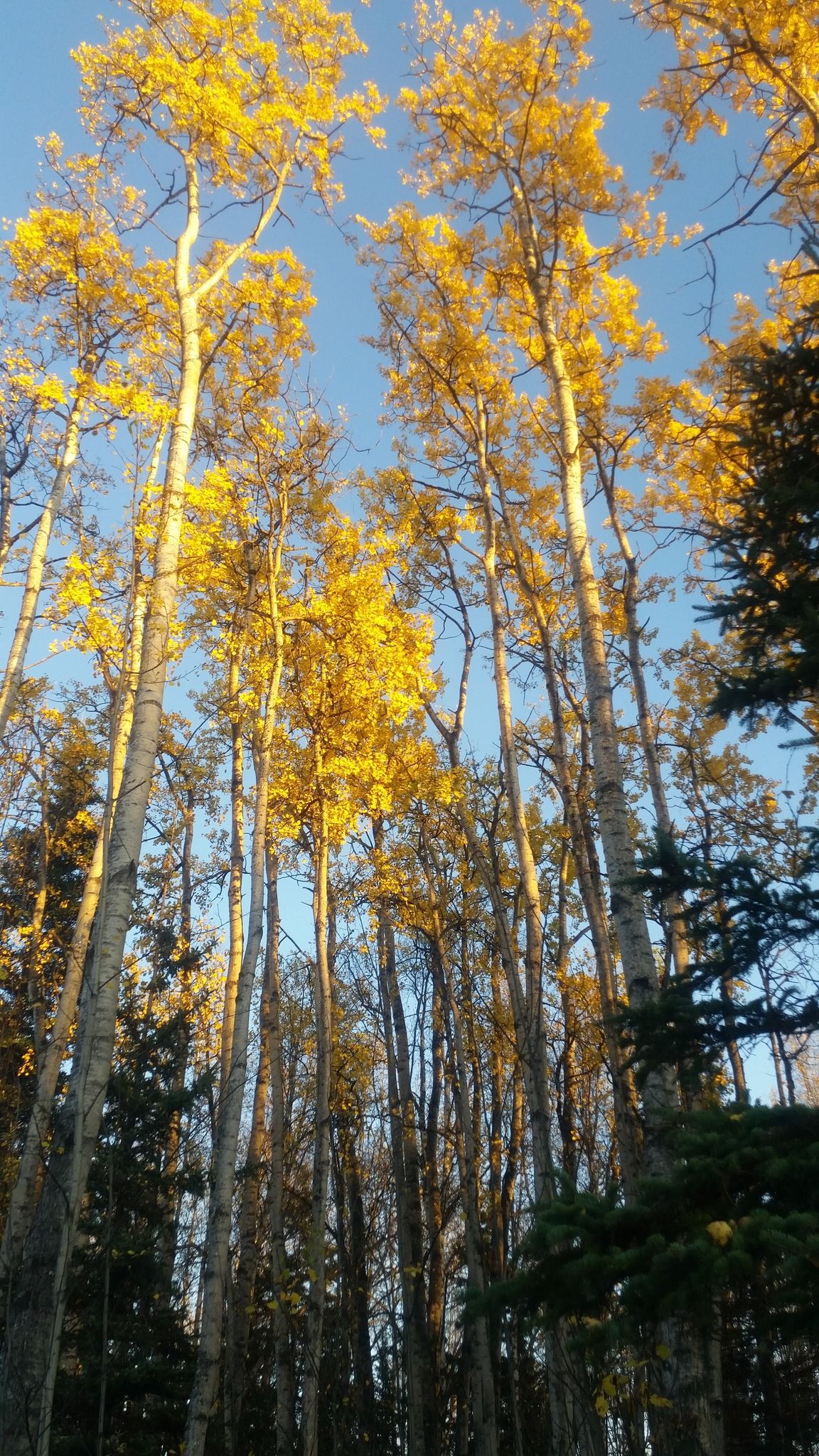 Fall colors on our trails