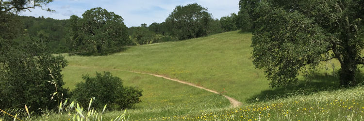 foothill-regional-park-spring-field.jpeg