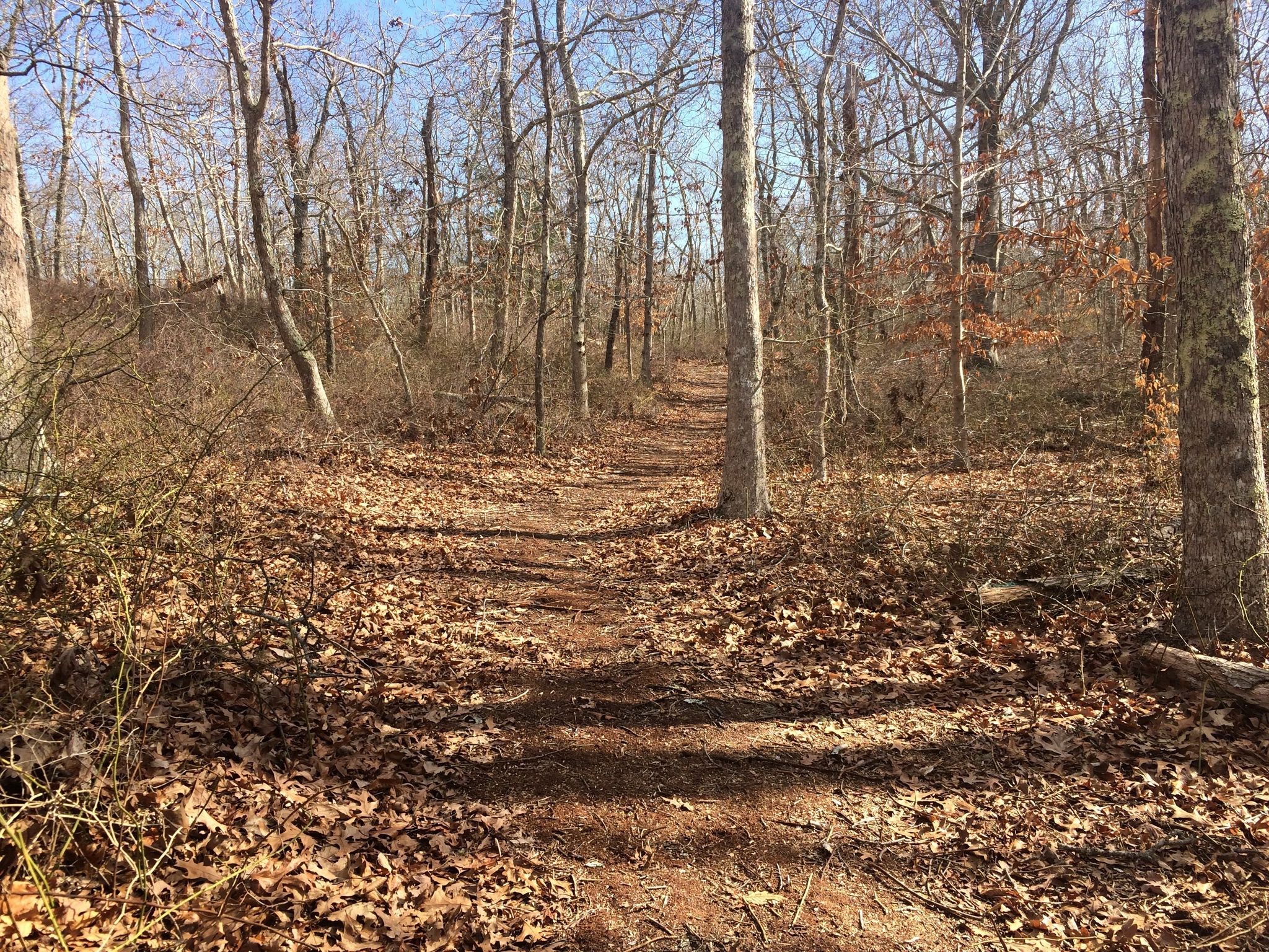 Rainwater Pond loop trail through the woods