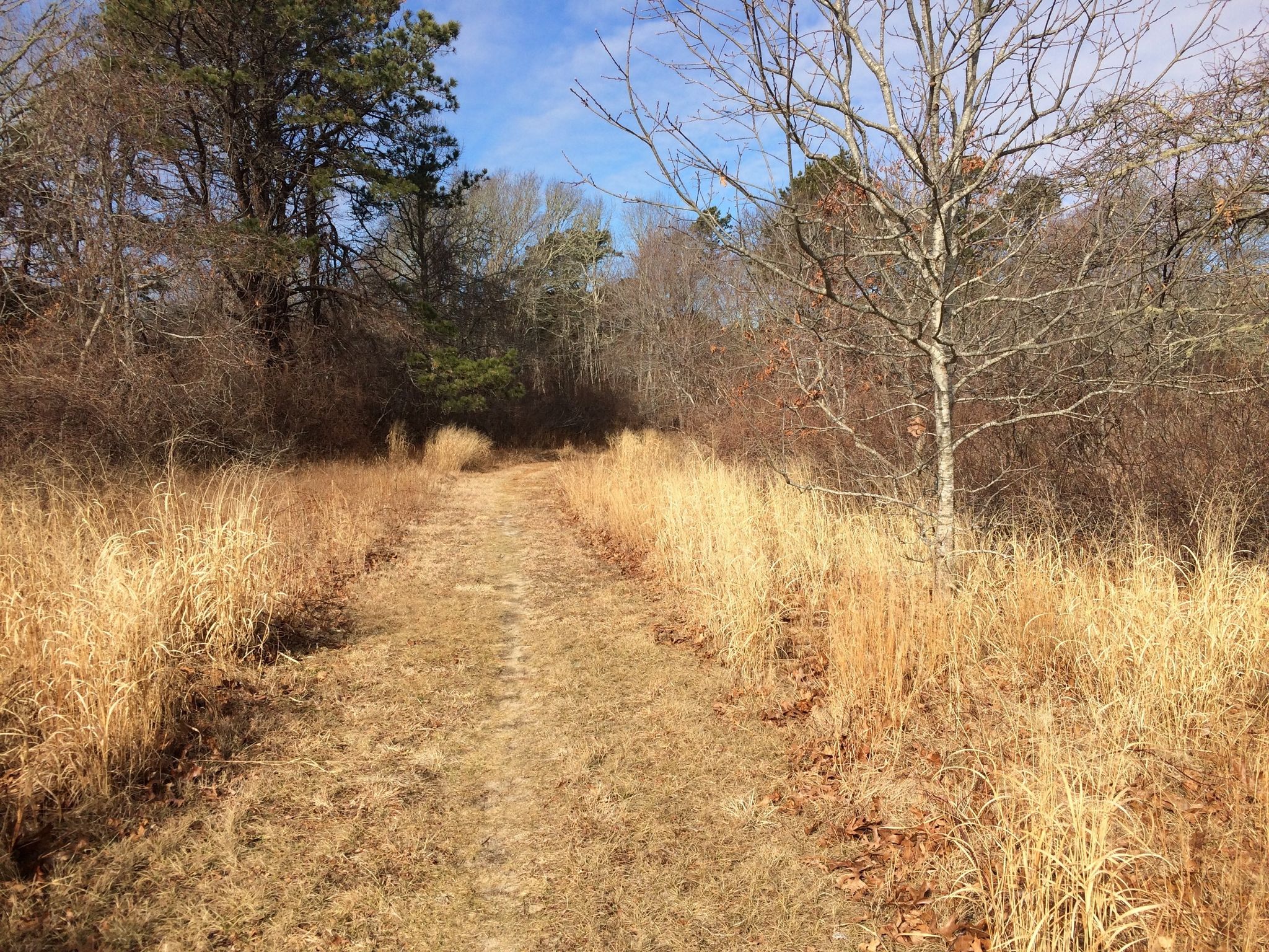 grassy trail