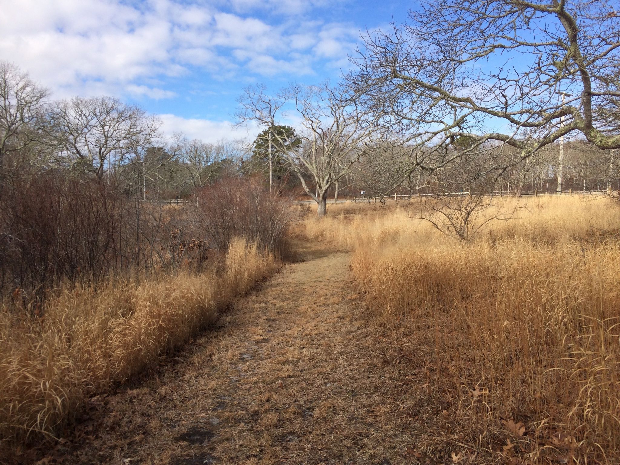 along the Brine's Pond loop trail