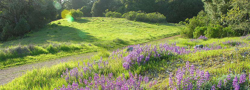 lupine in bloom