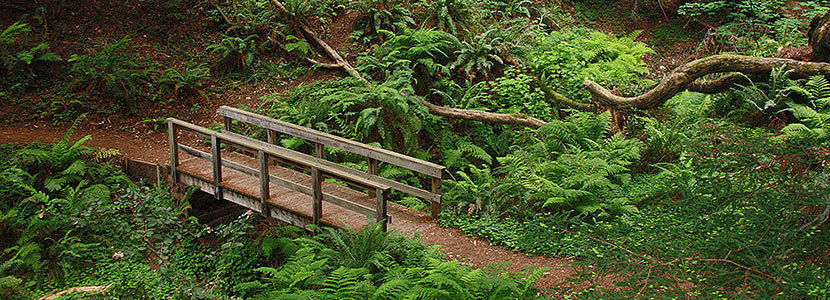Lush greenery along a sheltered trail