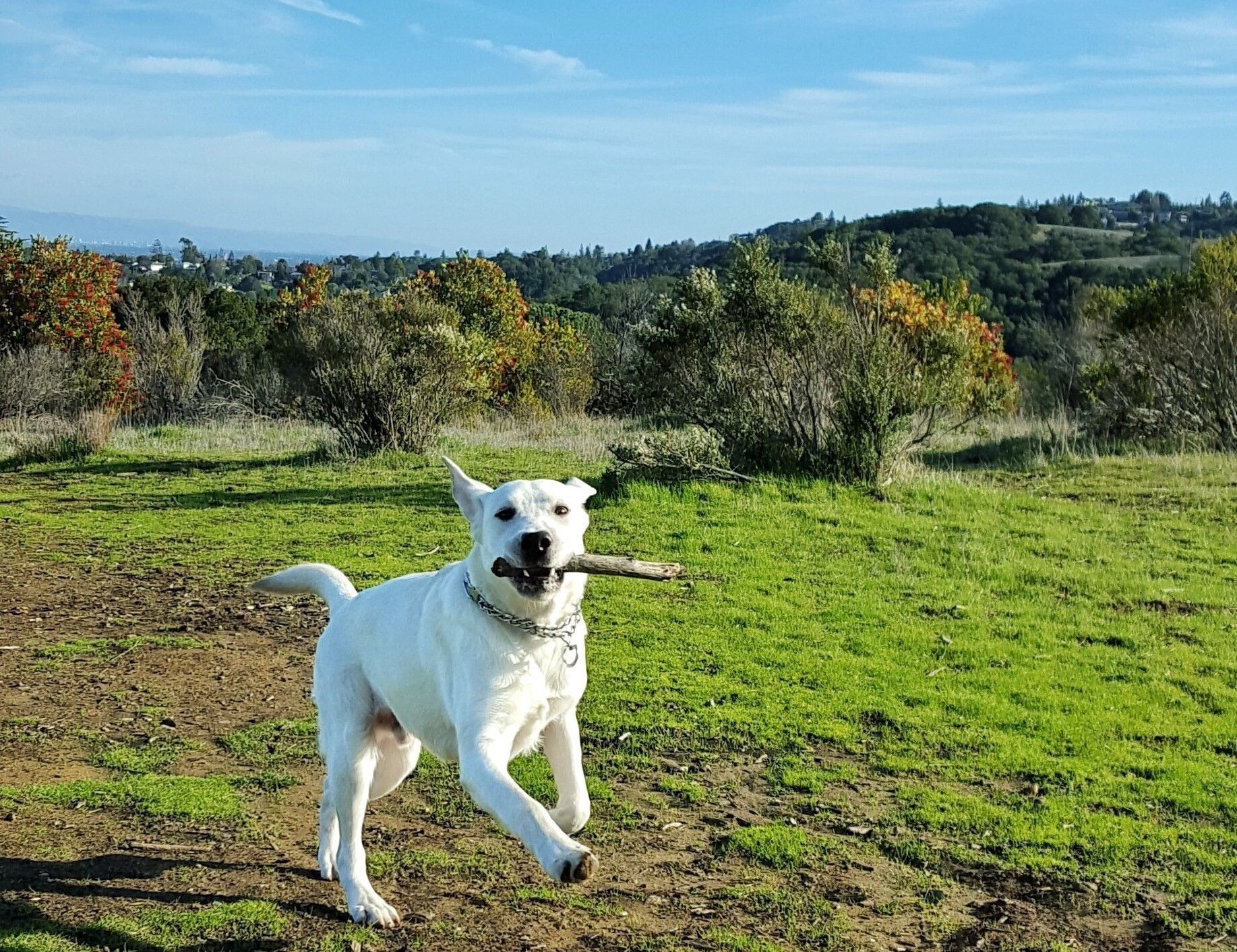 Off Leash Dog Area, Pulgas Ridge Preserve