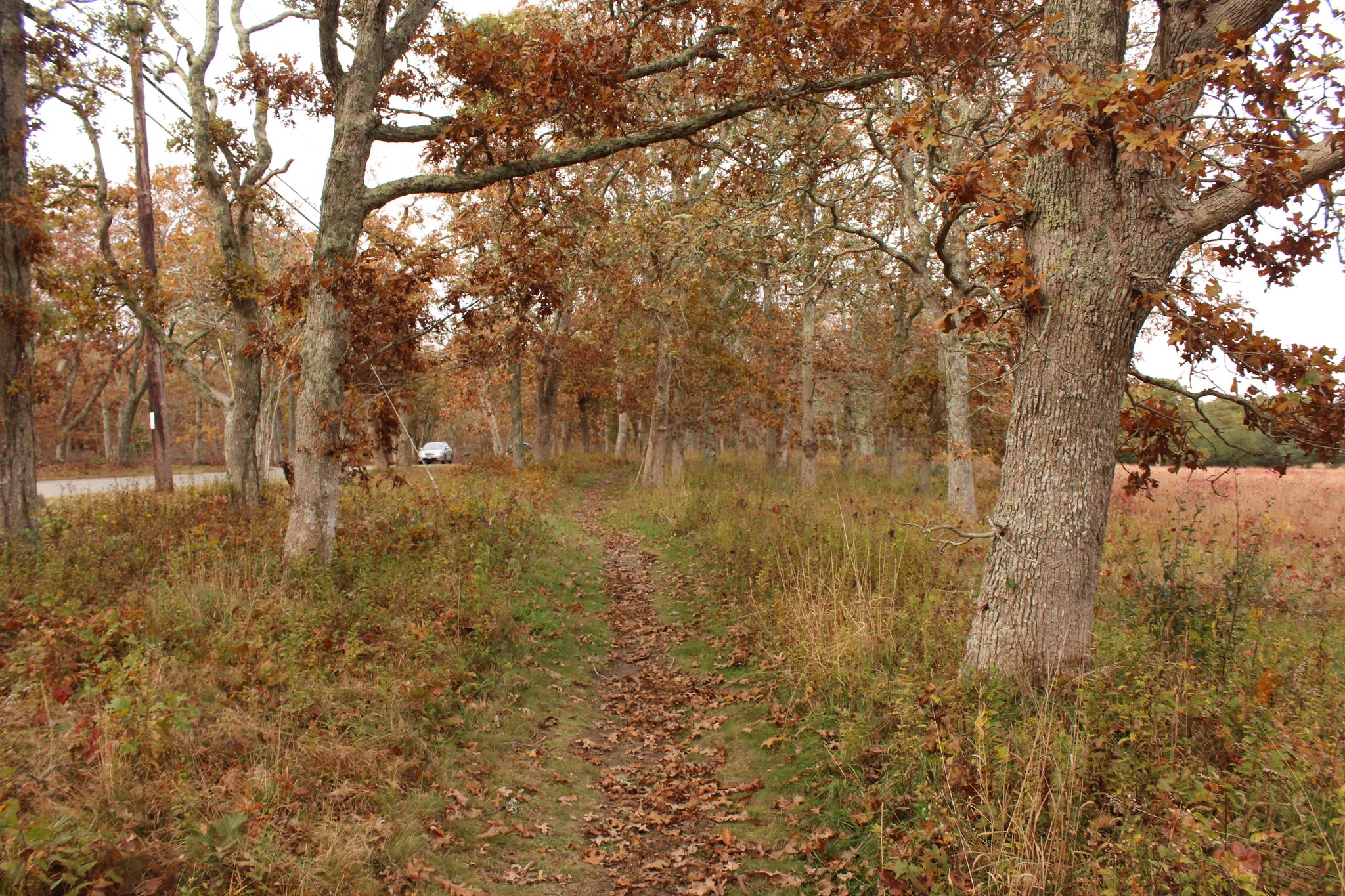 path towards Old County Road and school