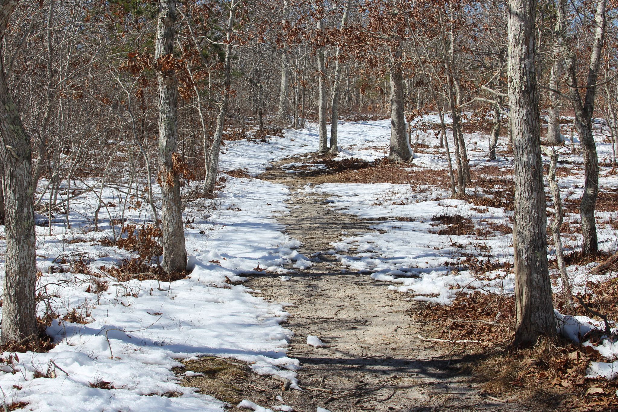 through woods